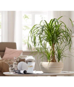 Elefantenfuß - Beaucarnea Recurvata, In Keramik -Gartenbedarf Verkäufe 2024 8506024 WE MO 001 ElefantenfussBeaucarneaNolinaInKeramikT25UveSauer