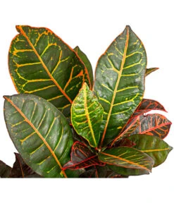 Wunderstrauch - Codiaeum Variegatum 'Petra' -Gartenbedarf Verkäufe 2024 8508749 PR DE 001 CodiaeumVariegatumPetraWunderstrauchBonsaiVerzweigtT21DehnerExpressHerzig