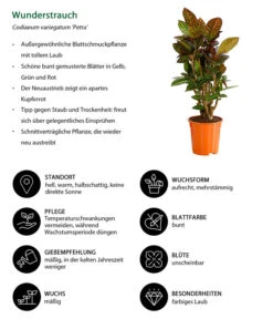 Wunderstrauch - Codiaeum Variegatum 'Petra' -Gartenbedarf Verkäufe 2024 8508749 WE IG 001 CodiaeumVariegatumPetraWunderstrauchBonsaiT21DehnerExpressHerzig