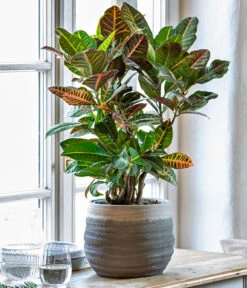 Wunderstrauch - Codiaeum Variegatum 'Petra' -Gartenbedarf Verkäufe 2024 8508749 WE MO 001 PflanzeDesMonatsSeptember2023