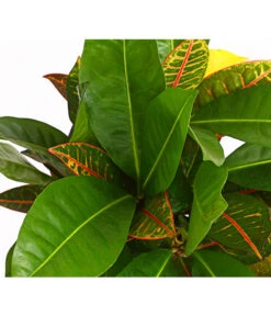 Wunderstrauch - Codiaeum Variegatum 'Banana' -Gartenbedarf Verkäufe 2024 8508822 PR DE 001 CrotonCodiaeumBananaMixT17DehnerExpressHerzig