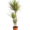 Drachenbaum - Dracaena Marginata 'Bicolor' -Gartenbedarf Verkäufe 2024 8510406 WE FS 001 DrachenbaumDracaenaMarginataBicolor3erTuffT21