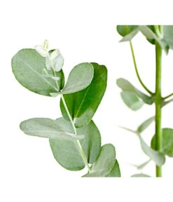 Mostgummi-Eukalyptus 'Azura' -Gartenbedarf Verkäufe 2024 8512220 PR DE 001 EucalyptusGunniAzuraT17DehnerExpressHerzig