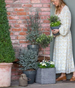 Olive, Stämmchen -Gartenbedarf Verkäufe 2024 8512238 WE MO 001 EukylaptusOlive 1