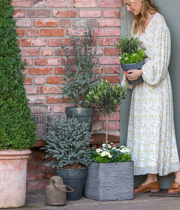 Vergissmeinnicht 'Myomark' 8 Vergissmeinnicht 'Myomark' – Bild 6