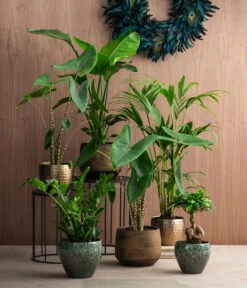 Pfeilblatt - Alocasia Zebrina -Gartenbedarf Verkäufe 2024 8516916 8622763 8560252 8630253 WE MO 002 HoweaForsterianaAlocasiaStrelitziaZamioculca