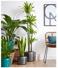 Air So Pure® Einblatt - Spathiphyllum Wallisii 'Sensation' 9 Air So Pure® Einblatt - Spathiphyllum Wallisii 'Sensation' -Gartenbedarf Verkäufe 2024 8528184 8705881 8220550 8267775 PR MO 002 DrachenbaumDracaenaEinblattBogenhanfSauer