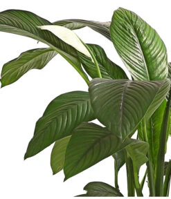 Air So Pure® Einblatt - Spathiphyllum Wallisii 'Sensation' 7 Air So Pure® Einblatt - Spathiphyllum Wallisii 'Sensation' -Gartenbedarf Verkäufe 2024 8528184 WE DE 001 EinblattSpathiphyllumSensationAirT24DehnerExpressHerzig