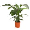 Air So Pure® Einblatt - Spathiphyllum Wallisii 'Sensation' -Gartenbedarf Verkäufe 2024 8528184 WE FS 001 EinblattSpathiphyllumSensationAirT24OWDehnerExpressHerzig