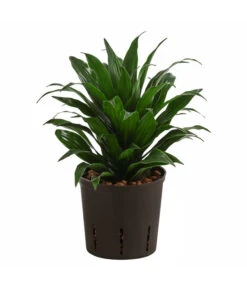 Drachenbaum - Dracaena Compacta, Hydrokultur