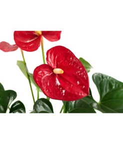 Flamingoblume - Anthurium Andreanum, Hydrokultur 6 Flamingoblume - Anthurium Andreanum, Hydrokultur -Gartenbedarf Verkäufe 2024 8536237 WE DE 001 AnthuriumAndreanumRotAnthurieHydroT15