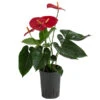 Flamingoblume - Anthurium Andreanum, Hydrokultur -Gartenbedarf Verkäufe 2024 8536237 WE FS 001 AnthuriumAndreanumRotAnthurieHydroT15