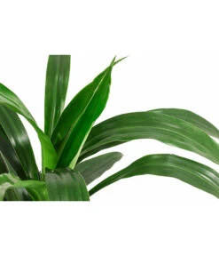 Drachenbaum - Dracaena 'Janet Lind', Hydrokultur -Gartenbedarf Verkäufe 2024 8536286 WE DE 001 DracaenaJanetLindKoepfe2PPDrachenbaumHydroT15