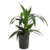 Drachenbaum - Dracaena 'Janet Lind', Hydrokultur -Gartenbedarf Verkäufe 2024 8536286 WE FS 001 DracaenaJanetLindKoepfe2PPDrachenbaumHydroT15