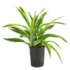 Drachenbaum - Dracaena 'Lemon Lime', Hydrokultur -Gartenbedarf Verkäufe 2024 8536302 WE FS 001 DracaenaLemonLineKoepfe2PPDrachenbaumHydroT15 DehnerExpressHerzig