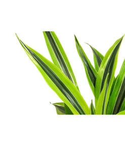 Drachenbaum - Dracaena 'Lemon Lime', Hydrokultur 6 Drachenbaum - Dracaena 'Lemon Lime', Hydrokultur -Gartenbedarf Verkäufe 2024 8536302 WE FS 002 DracaenaLemonLineKoepfe2PPDrachenbaumHydroT15 DehnerExpressHerzig
