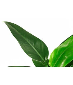 Baumfreund - Philodendron 'Imperial Green', Hydrokultur -Gartenbedarf Verkäufe 2024 8536328 WE FS 002 PhilodendronImperialGreenBaumfreundHydroT15 DehnerExpressHerzig