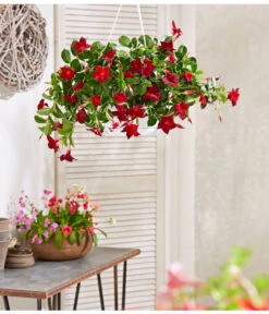 Dipladenie, Ampel -Gartenbedarf Verkäufe 2024 854781 PR MO 001 DipladenieBlumenampel