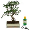 Bonsai Chinesischer Feigenbaum - Ficus Retusa, Anfänger-Set, 10 Jahre -Gartenbedarf Verkäufe 2024 8561573 WE FS 001 BonsSetFicusRetusa10JT25
