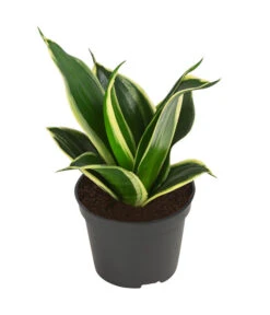 Bogenhanf-Set - Sansevieria Trifasciata Hahnii, 3-teilig -Gartenbedarf Verkäufe 2024 8561631 WE FS 002 SansevieriaTrifasciataHahnii3SetT5 5