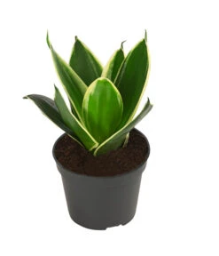 Bogenhanf-Set - Sansevieria Trifasciata Hahnii, 3-teilig -Gartenbedarf Verkäufe 2024 8561631 WE FS 003 SansevieriaTrifasciataHahnii3SetT5 5
