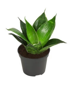 Bogenhanf-Set - Sansevieria Trifasciata Hahnii, 3-teilig -Gartenbedarf Verkäufe 2024 8561631 WE FS 004 SansevieriaTrifasciataHahnii3SetT5 5