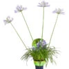 Schmucklilie -Gartenbedarf Verkäufe 2024 8583031 PR FS 001 AgapanthusBlauT13DehnerExpressHerzig