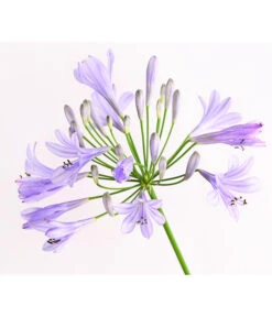 Schmucklilie -Gartenbedarf Verkäufe 2024 8583031 WE DE 002 AgapanthusBlauT13