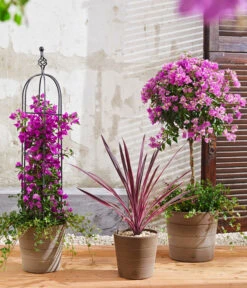 Drillingsblume, Stämmchen -Gartenbedarf Verkäufe 2024 8583684 8684482 WE MO 003 KuebelpflanzenBougainvilleaCordyline 1