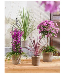 Drillingsblume, Ministamm -Gartenbedarf Verkäufe 2024 8583684 PR MO 001 KuebelpflanzenBougainvilleaCordyline 8684482