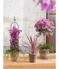 Keulenlilie 'Pink Passion' -Gartenbedarf Verkäufe 2024 8583684 PR MO 004 KuebelpflanzenBougainvilleaCordyline 8684482