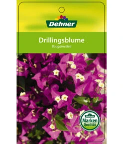Drillingsblume, Ministamm -Gartenbedarf Verkäufe 2024 8583700 Drillingsblume 28012016 1