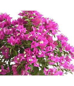 Drillingsblume, Stämmchen -Gartenbedarf Verkäufe 2024 8583700 WE DE 001 BougainvilleaStammT20DrillingsblumeDehnerExpressHerzig