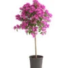 Drillingsblume, Stämmchen -Gartenbedarf Verkäufe 2024 8583700 WE FS 001 BougainvilleaStammT20DrillingsblumeDehnerExpressHerzig
