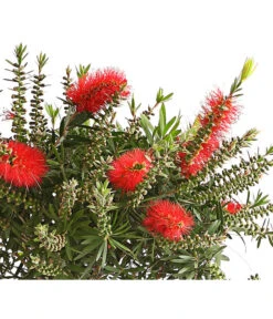 Zylinderputzer, Stämmchen -Gartenbedarf Verkäufe 2024 8584047 WE DE 001 CallistemonStammT21DehnerExpressHerzig