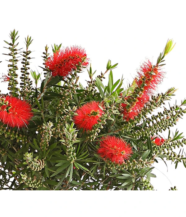 Zylinderputzer, Stämmchen – Bild 2