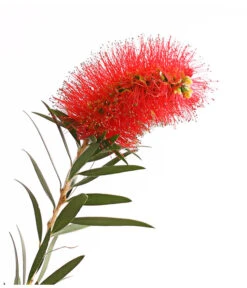 Zylinderputzer, Stämmchen -Gartenbedarf Verkäufe 2024 8584054 WE DE 001 CallistemonBuschT18DehnerExpressHerzig