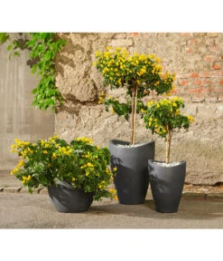 Gewürzrinde, Busch -Gartenbedarf Verkäufe 2024 8584153 8584138 8584203 PR MO 001 Cassia