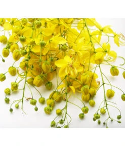 Gewürzrinde, Busch -Gartenbedarf Verkäufe 2024 8584153 PR DE CassiaSennaGewuerzrindePixabay