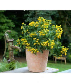 Gewürzrinde, Busch -Gartenbedarf Verkäufe 2024 8584153 PR MO 001 CassiaSennaGewuerzrindeTerrakottaTopfRund3tlg