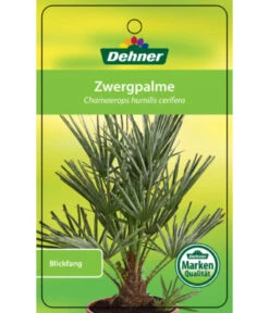 Blaue Zwergpalme -Gartenbedarf Verkäufe 2024 8584401 Chamaeropshumiliscerifera 15112016 1