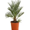 Blaue Zwergpalme 1 Blaue Zwergpalme -Gartenbedarf Verkäufe 2024 8584401 WE FS 001 ChamaeropsHumillisOWCeriferaT18DehnerExpressHerzig