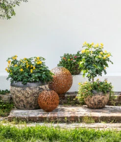 Gewürzrinde, Busch -Gartenbedarf Verkäufe 2024 8584583 8584138 8584153 WE MO 002 PortulacSchale GC08 2022