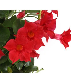 Dipladenie, Pyramide -Gartenbedarf Verkäufe 2024 8584864 PR DE 001 DipladeniaT14rotDehnerExpressHerzig