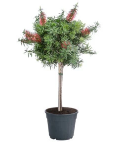 Zylinderputzer, Halbstamm