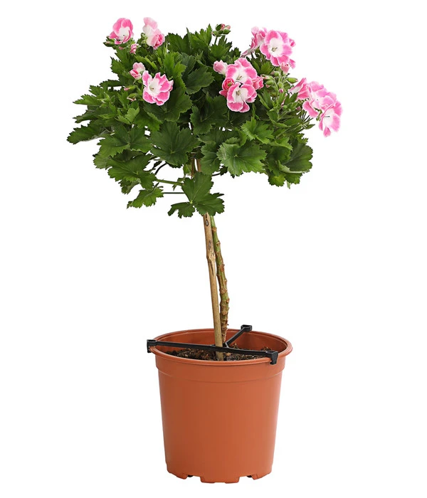 Edelgeranie, Stämmchen 4 Edelgeranie, Stämmchen – Bild 2