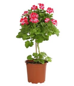 Edelgeranie, Stämmchen 17 Edelgeranie, Stämmchen -Gartenbedarf Verkäufe 2024 8585275 PR FS 003 EdelpelargonienStammT19DehnerExpressHerzig
