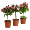 Edelgeranie, Stämmchen 2 Edelgeranie, Stämmchen -Gartenbedarf Verkäufe 2024 8585275 PR FS 004 EdelpelargonienStammT19DehnerExpressHerzig