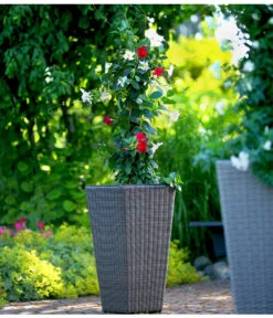 Dipladenien-Duo, Pyramide 8 Dipladenien-Duo, Pyramide -Gartenbedarf Verkäufe 2024 8585622 8585655 we MO 001 Kuebelpflanzen herzig 3335