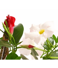 Dipladenien-Duo, Pyramide 9 Dipladenien-Duo, Pyramide -Gartenbedarf Verkäufe 2024 8585622 WE DE 001 DipladenieDipladeniaTwinPyramideT17OWDehnerExpressHerzig